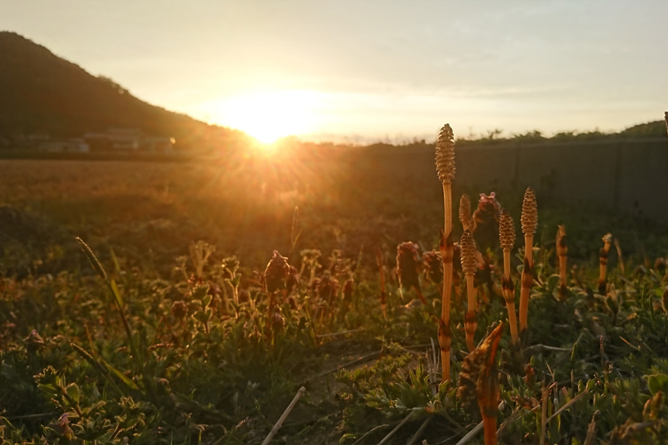 田園を照らして刻々と移り変わる〝夕日〟、名画のような日本の原風景を愛でる
