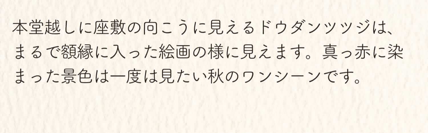 本堂越しに座敷の向こうに見えるドウダンツツジは、まるで額縁に入った絵画のように見えます。真っ赤に染まった景色は一度は見たい秋のワンシーンです。