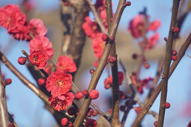 紅色の梅の花