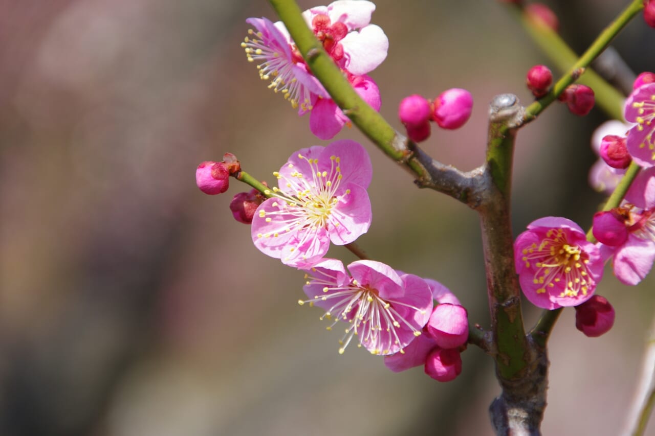 開花した梅の花