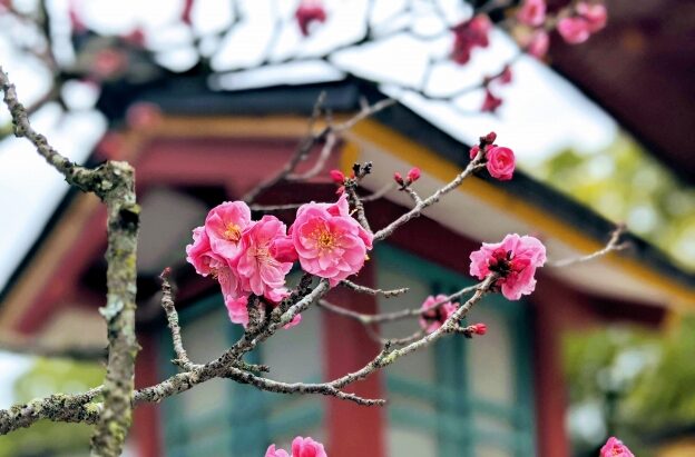 春の訪れを告げる梅の花 九州福岡の梅観スポット３選 ルアンマガジン