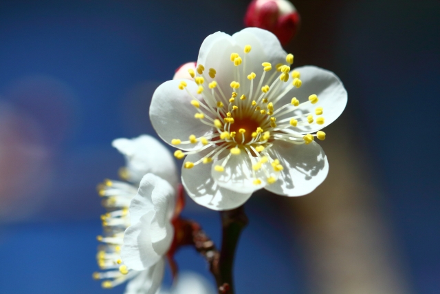 春を知らせる梅の花