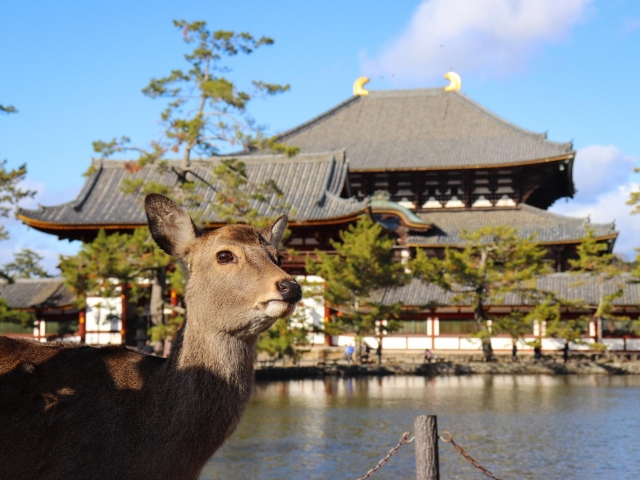 奈良 東大寺の大仏と無病息災の火の粉舞う二月堂のお水取り ルアンマガジン