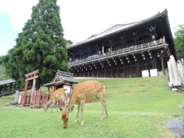 奈良 東大寺の大仏と無病息災の火の粉舞う二月堂のお水取り