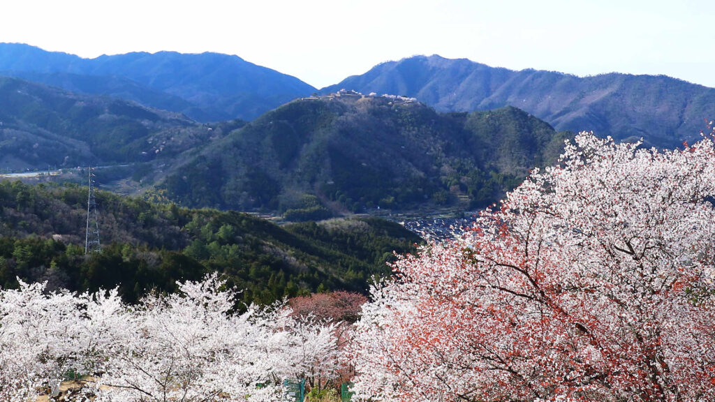 立雲峡の桜と遠景に見る竹田城