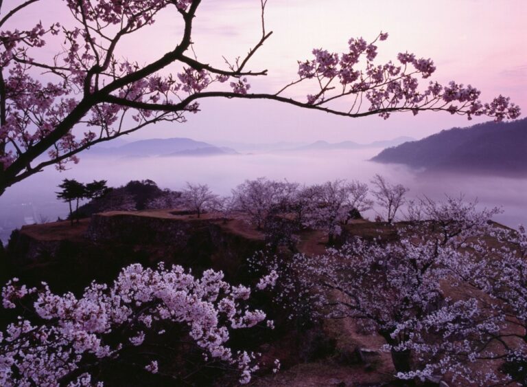 竹田城跡の雲海と桜