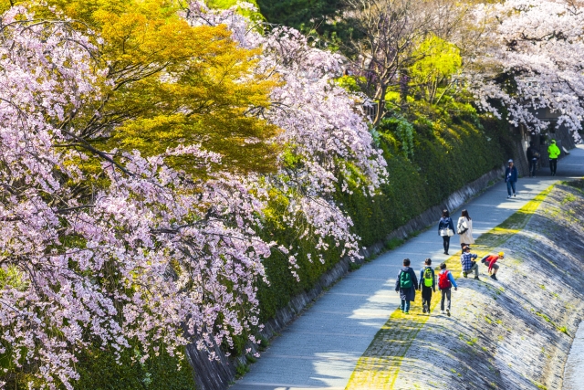 春の桜並木の景色