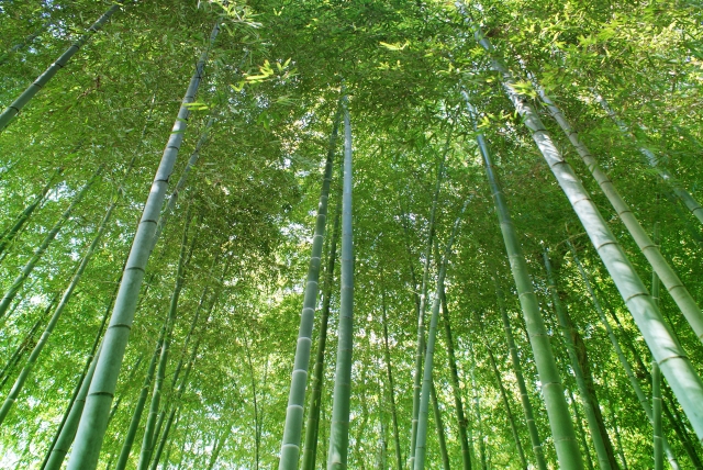 見上げる竹林の景色