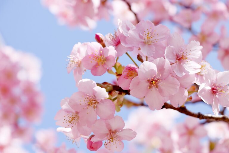 日本の春の代表的な桜ソメイヨシノ