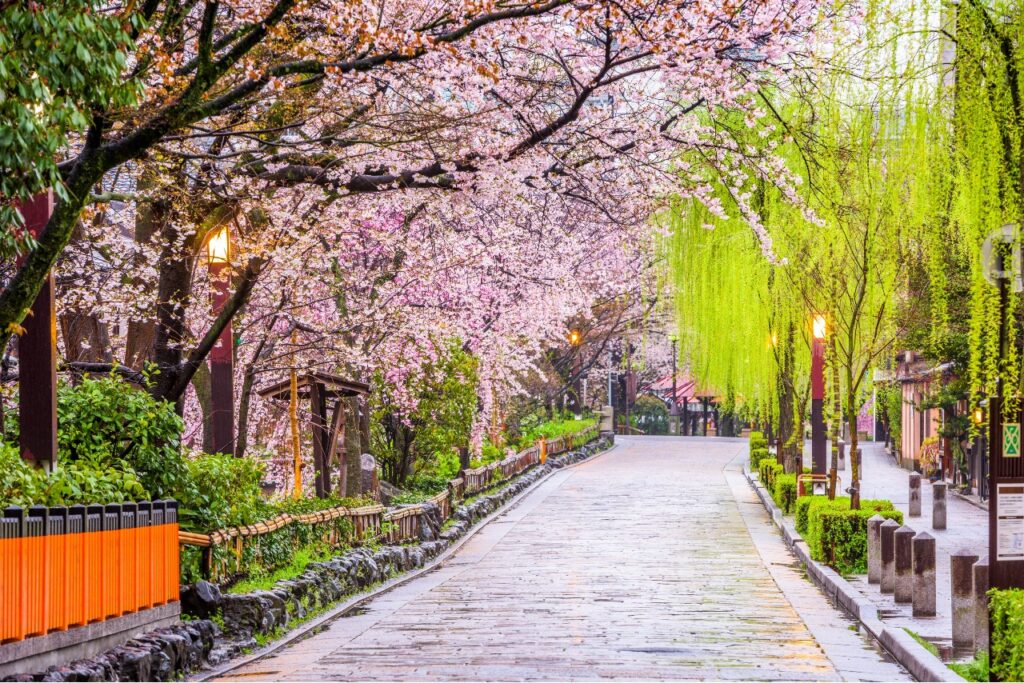 春の桜が美しい祇園の景色