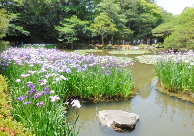 皇居の花 : 四季折々の「花めぐり」 : 都心のオアシスに咲く