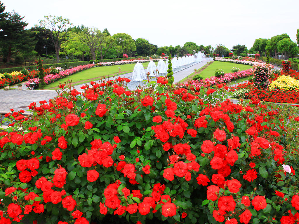 須磨離宮公園のバラ