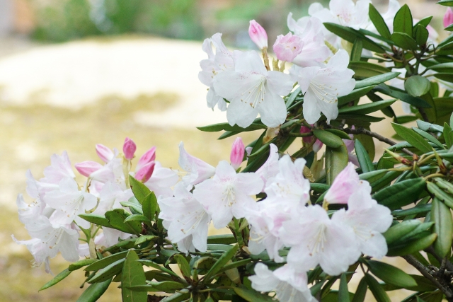 白いシャクナゲの花