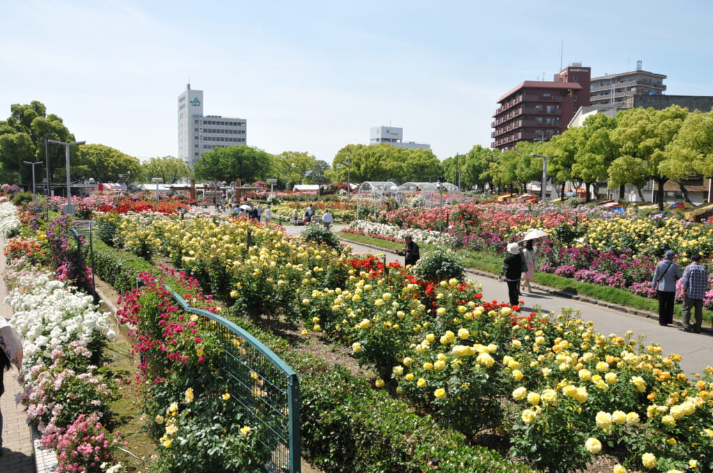 咲き誇る初夏のバラ 芳醇な香りに包まれる広島県のバラ園９選 ルアンマガジン