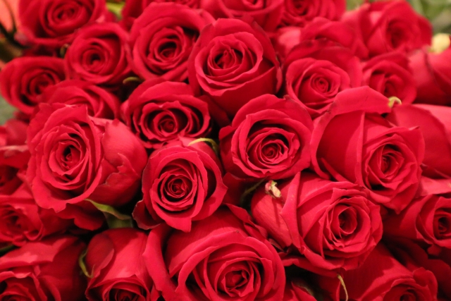 バラの色や本数に意味がある花言葉。誕生日や記念日、プロポーズに