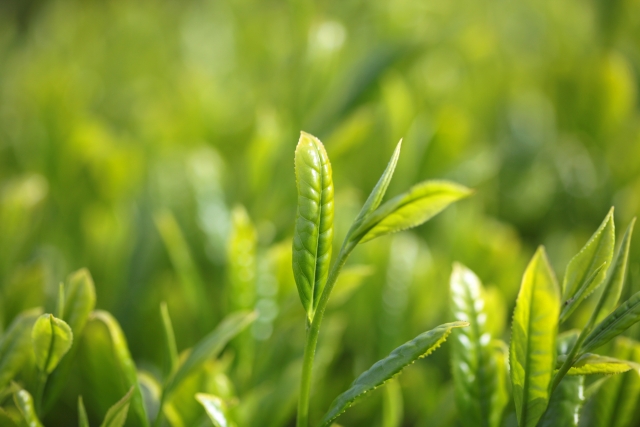 茶葉の新芽