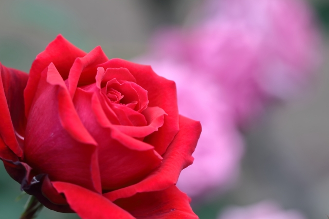 バラ園の赤い深紅の薔薇