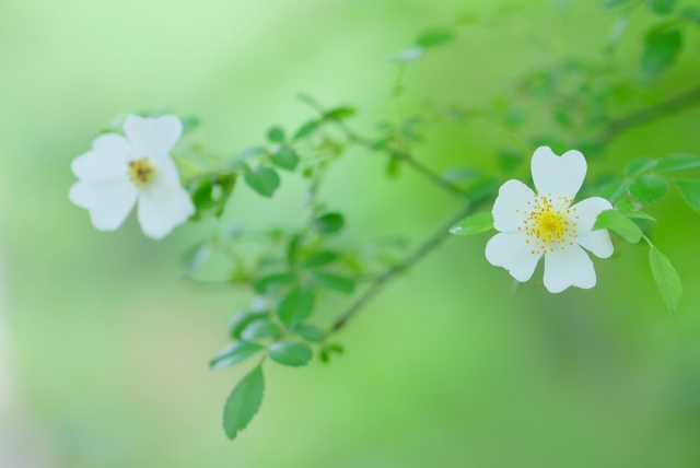 バラの花の原種である野バラの