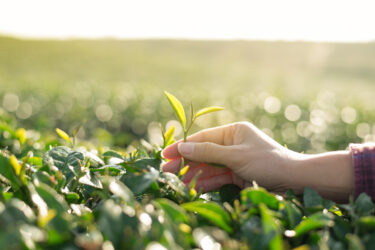 緑茶・紅茶・烏龍茶どれも同じ茶葉！新茶の甘みを楽しむ八女茶