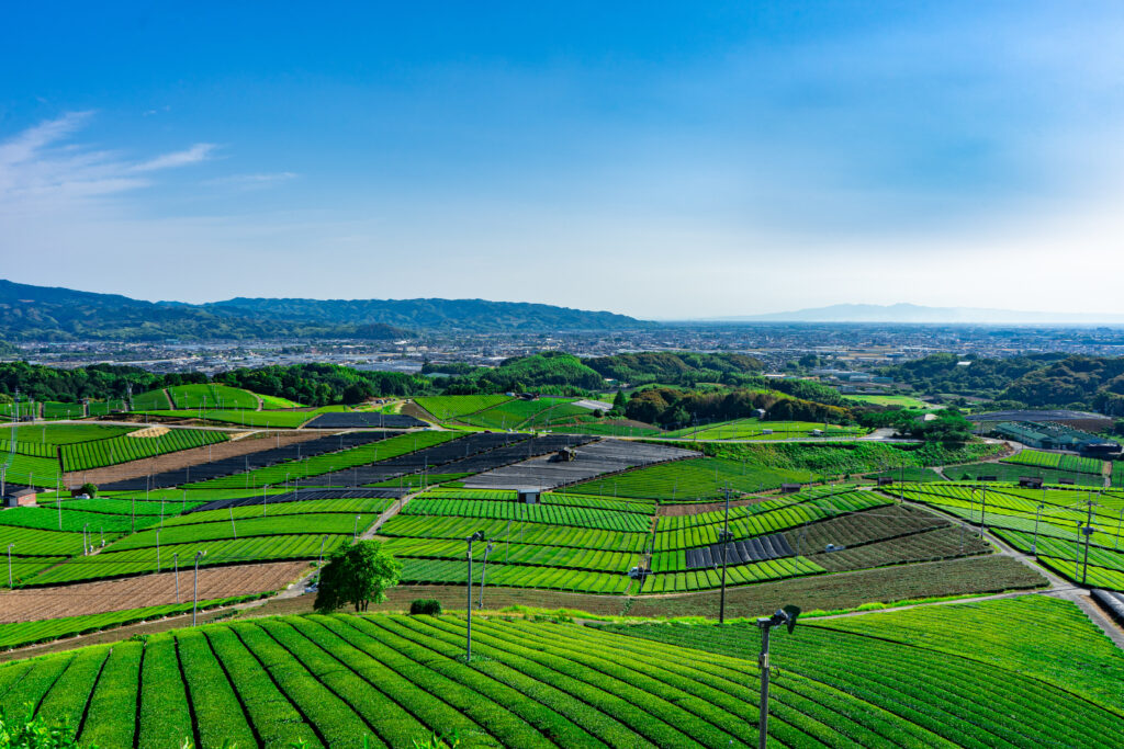 福岡県八女市の広大な茶畑