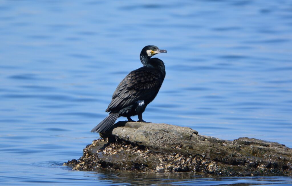 カツオドリ目ウ科の鵜