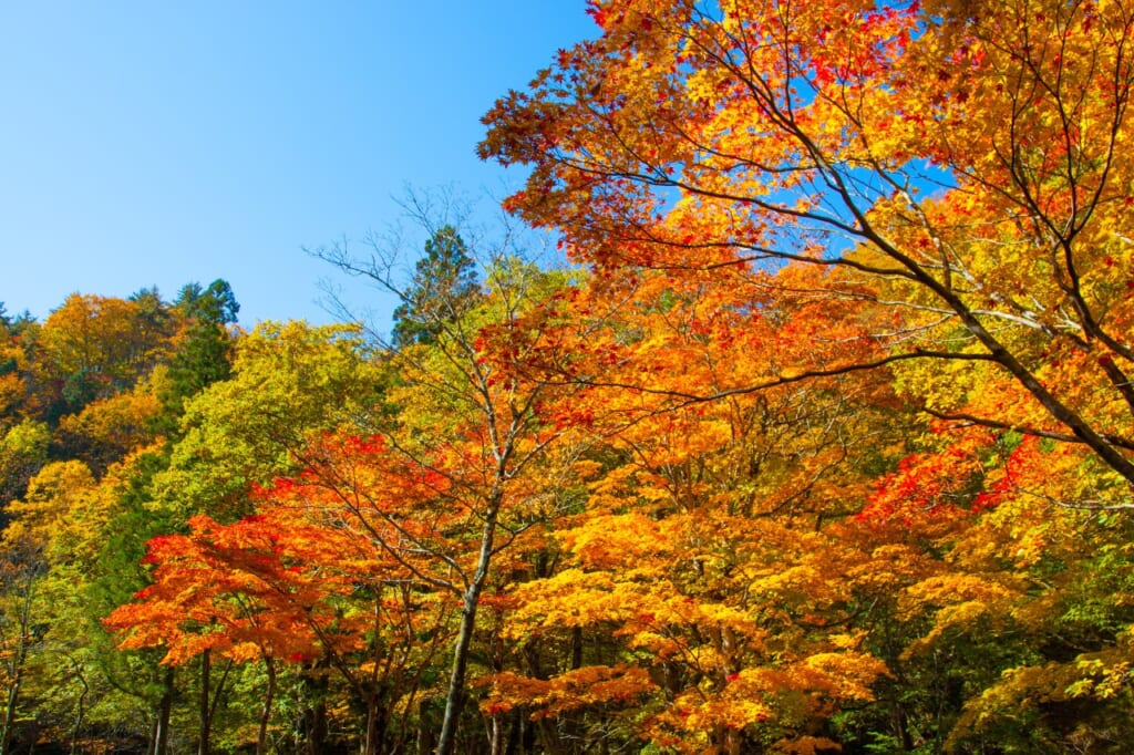 公園の紅葉