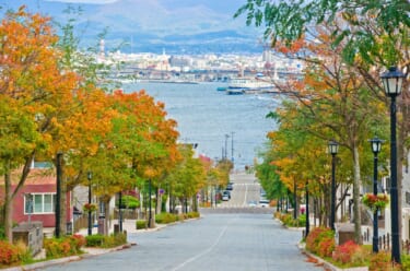 函館の開港通りの紅葉