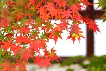 紅葉と歴史町