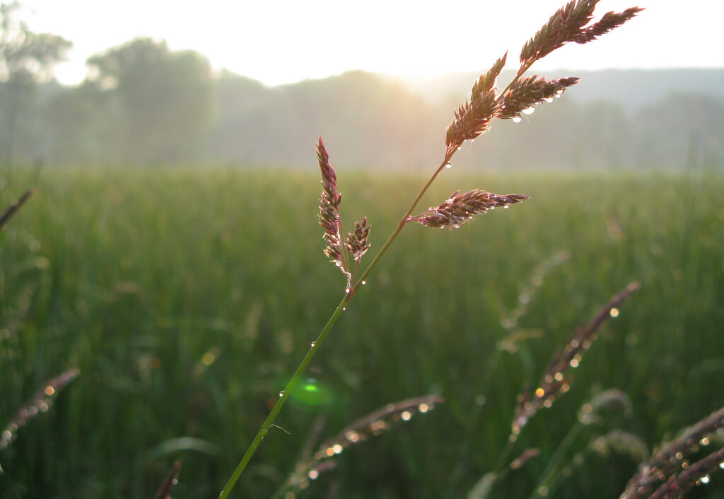 田畑の風景と麦