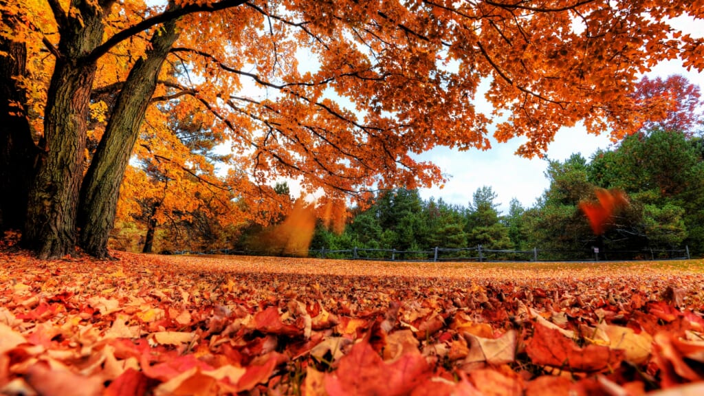 八女市の紅葉