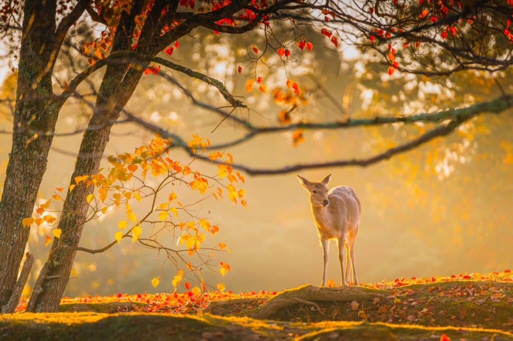 奈良の鹿と紅葉