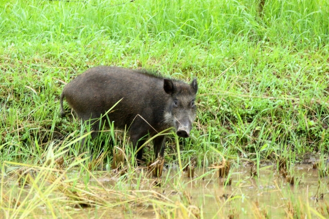丹波篠山の野生の猪