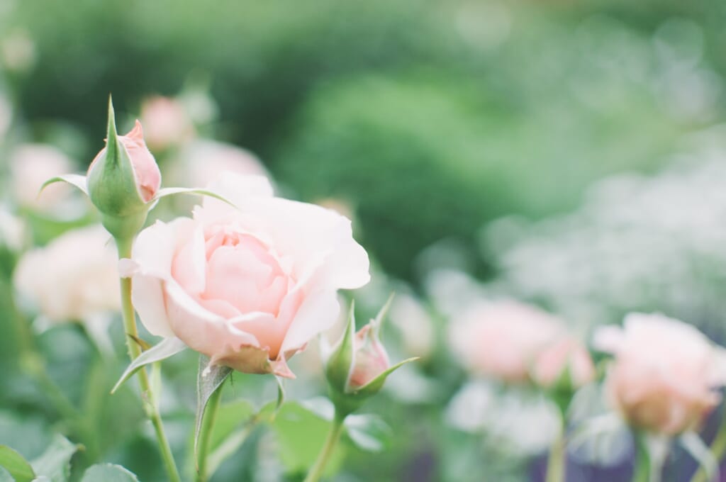 バラの開花時期は5月から6月が全盛期