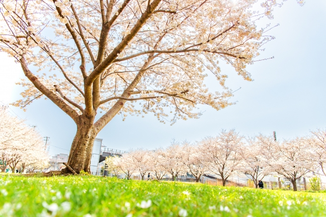 緑と桜