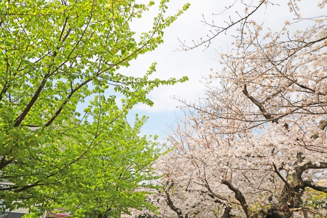 新緑と桜