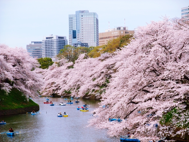 千鳥ヶ淵緑道の桜