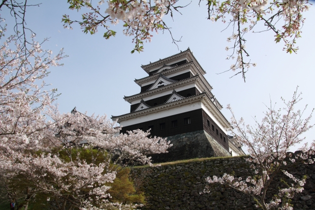 愛媛県大洲城の桜