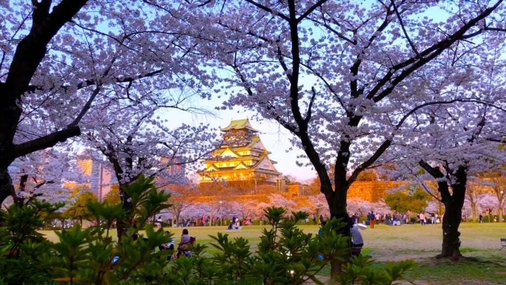 大阪城西の丸庭園の芝生広場と桜
