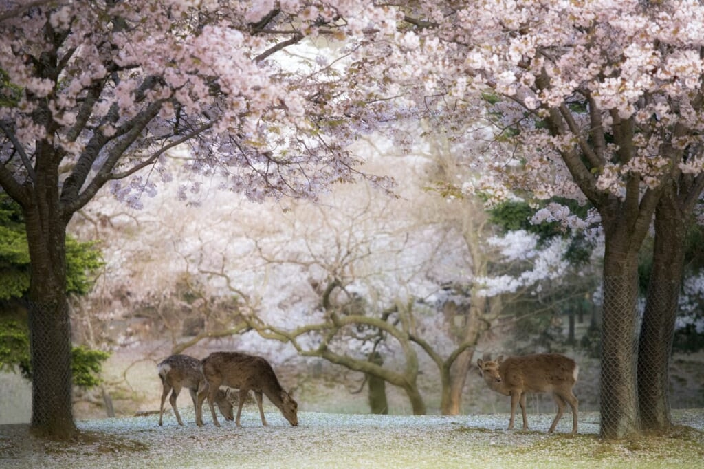 奈良公園の桜と野生の鹿