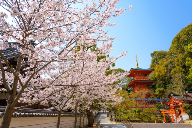 神戸須磨寺の桜