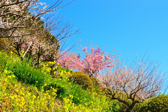 河津桜と梅と菜の花