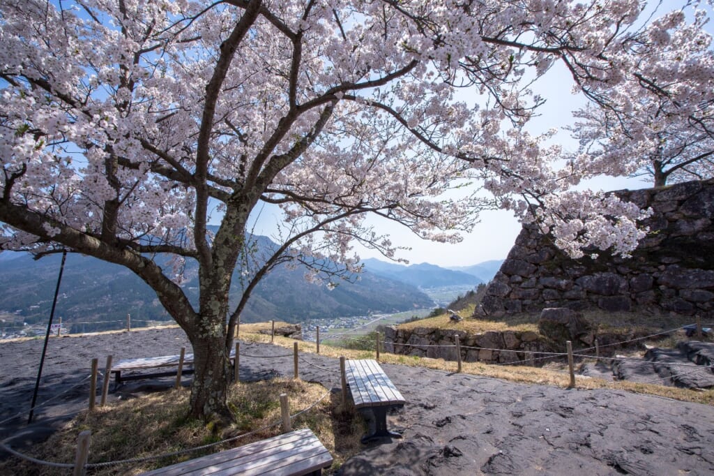 竹田城跡の桜の木