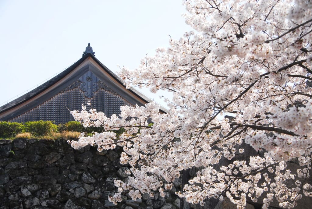 篠山城大書院と桜