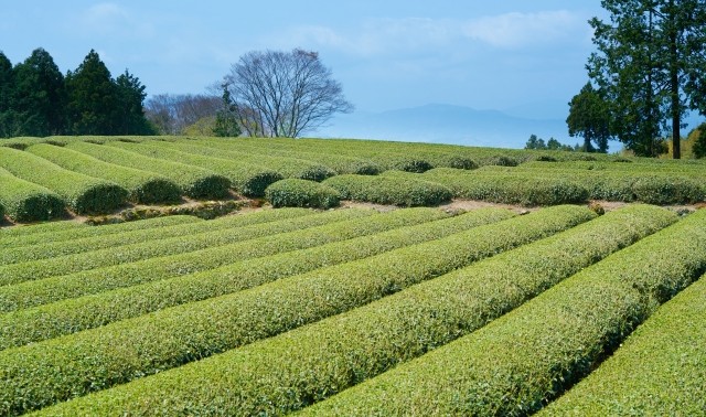 茶畑の風景