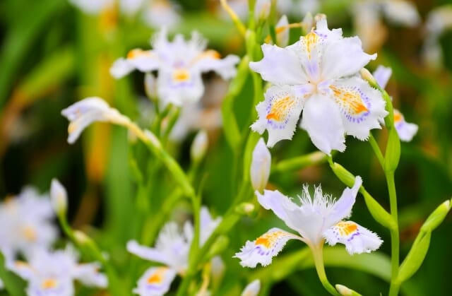 シャガの花