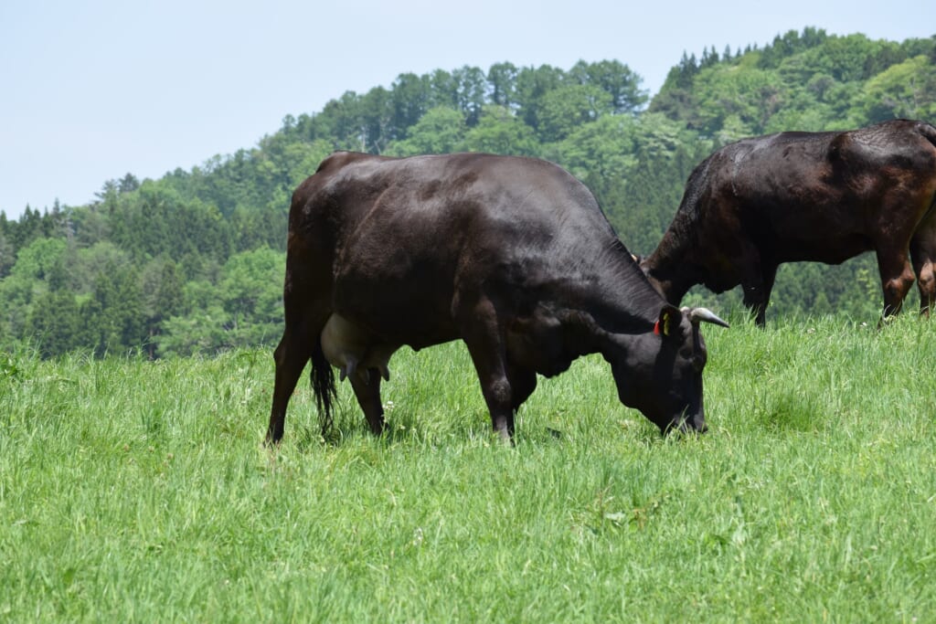 黒毛和牛の但馬牛