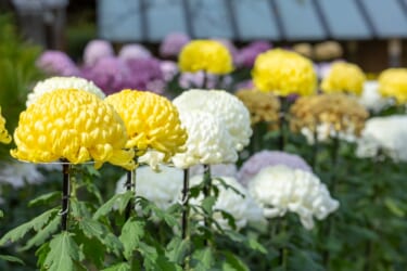 菊花展の菊の花