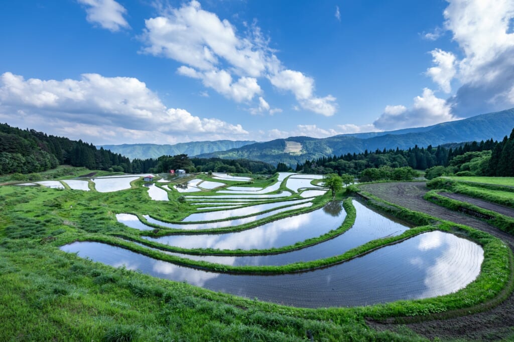 段々畑の景色