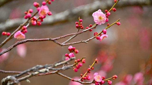 立春に咲く赤い梅の花