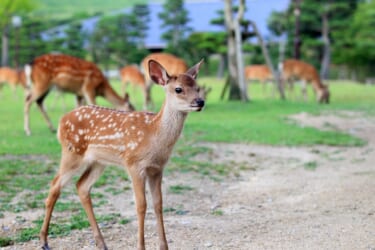 奈良公園に生息する野生の鹿たちに会いに行こう